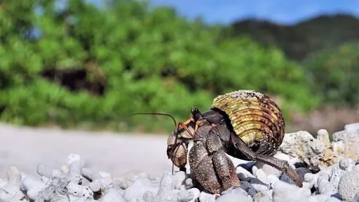 Three Chinese nationals arrested in Japan after thousands of protected hermit crabs found in suitcases | CNN