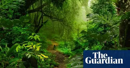 ‘Half the tree of life’: ecologists’ horror as nature reserves are emptied of insects