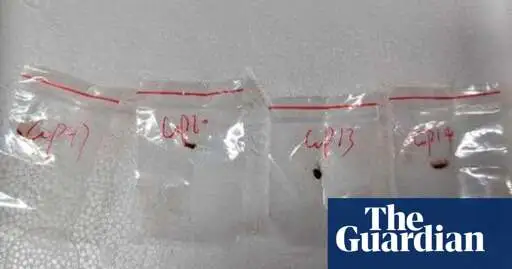 Potential ‘agroterrorism weapon’ fungus smuggled into US by Chinese scientists, FBI alleges