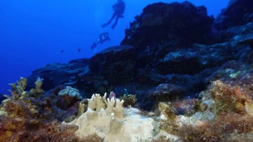 84% of the world's coral reefs hit by worst bleaching event on record