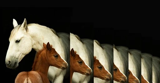 Inside the Creepy, Surprisingly Routine Business of Animal Cloning