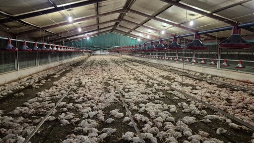 Thousands of chickens euthanized in South Africa after they were left starving and eating each other